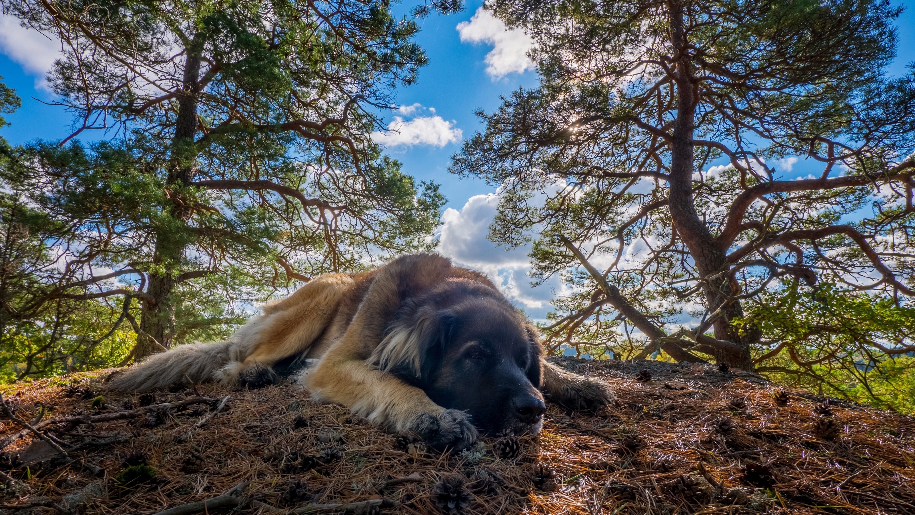 Image: Dog, lying, nature, trees, sky, clouds