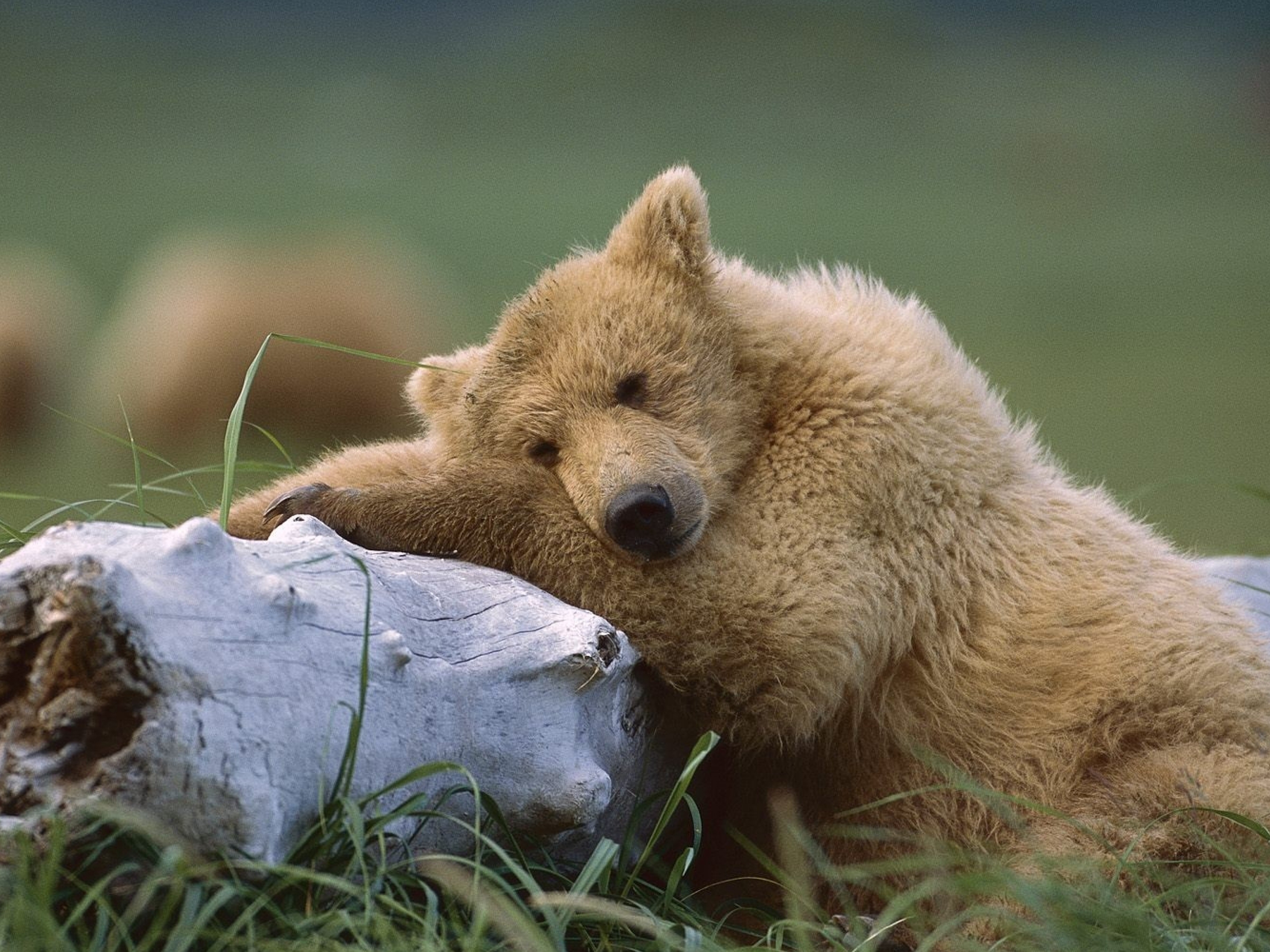 Картинка: Медведь, бурый, шерсть, нос, уши, дерево, трава, лежит, спит