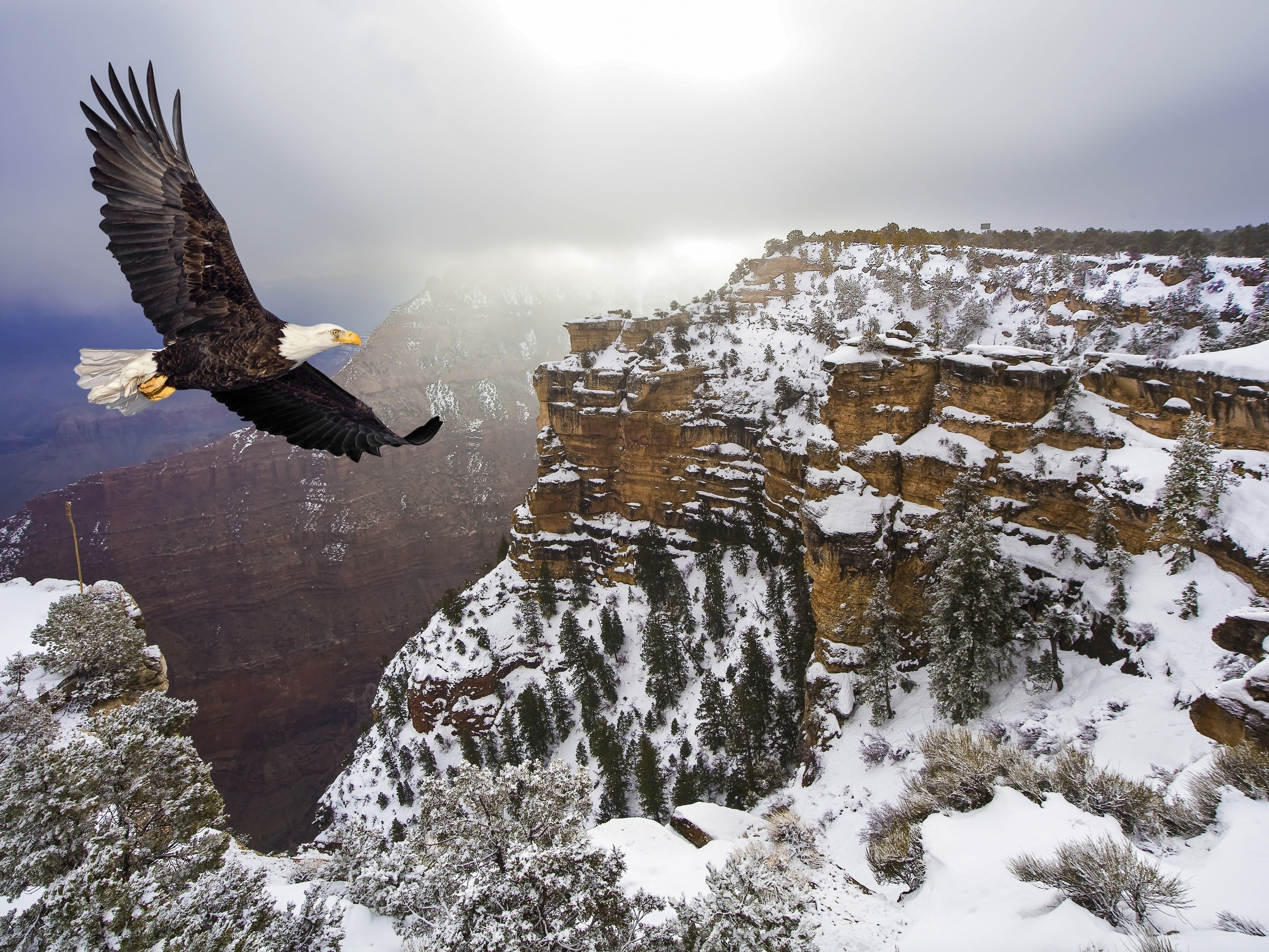 Картинка: Белоголовый орлан, орёл, летит, полёт, крылья, горы, зима, снег, высота, птица, хищная