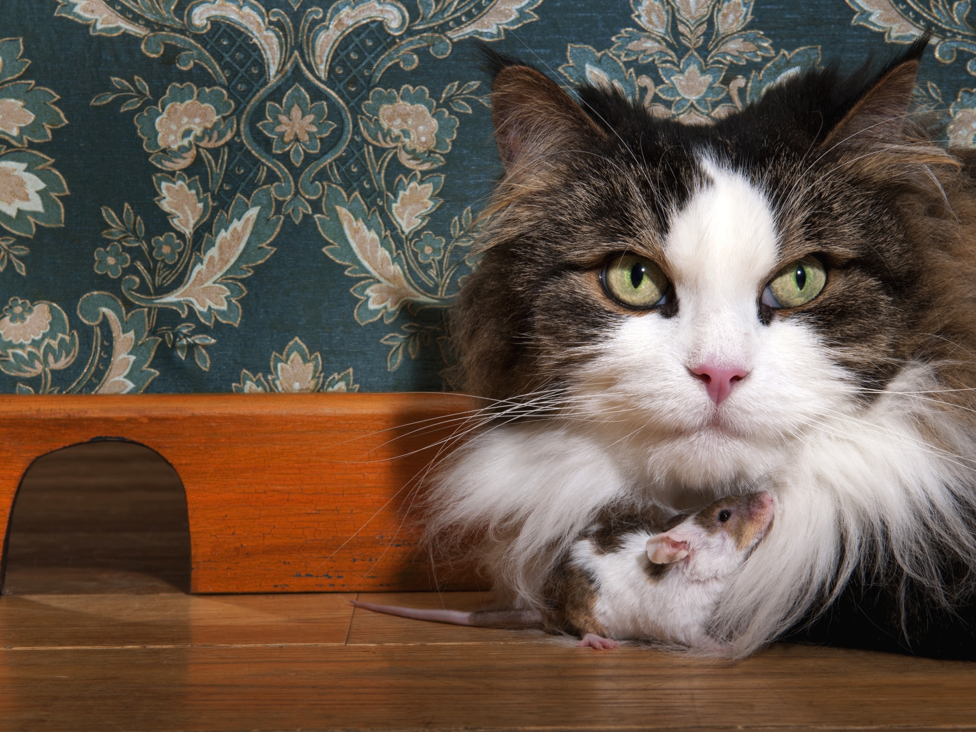 Картинка: Кошка, пушистая, мордочка, мышка, двое, сидят, норка, стена, узор