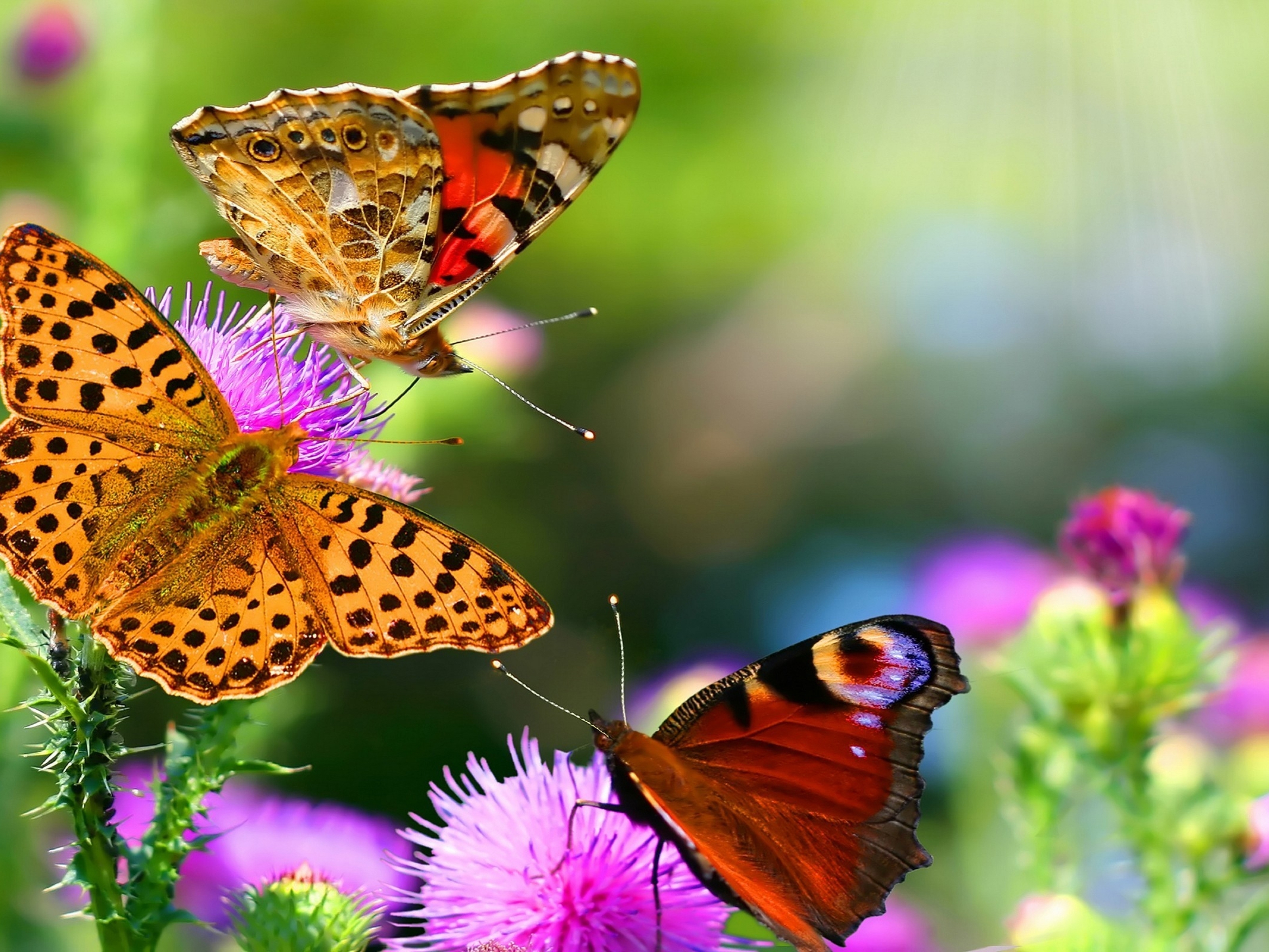 Картинка: Бабочки, крылья, усики, чертополох, цветки, растение