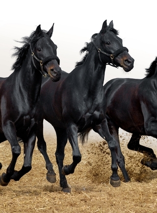 Картинка: Три, лошади, кони, бегут, скачут, грива, чёрные, хвост, копыта