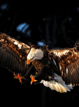 Картинка: Белоголовый орлан, орёл, летит, крылья, хищная, птица, тёмный фон