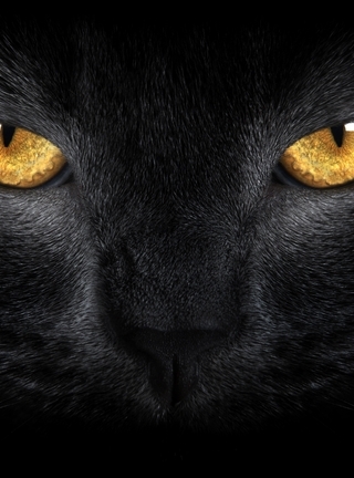 Image: Black cat, eyes, nose, hair, mustache, look