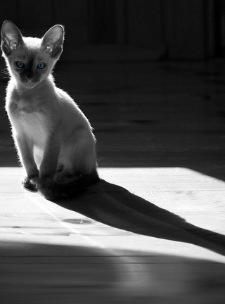 Image: Cat, blue eyes, shadow, black and white