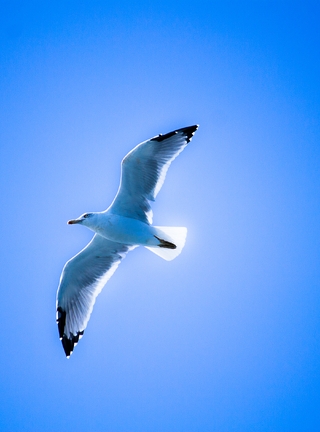 Картинка: Чайка, птица, парит, летит, небо, голубое, чистое
