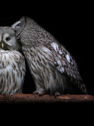 Image: Owl, couple, branch, sitting, background