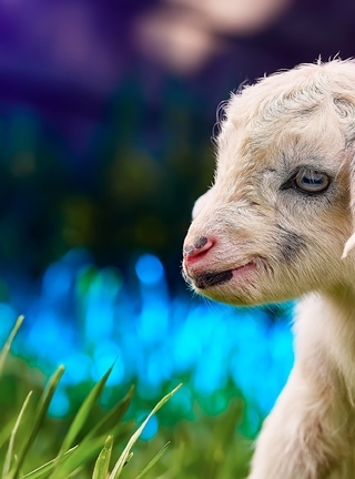 Image: Goat, calf, white, small, eyes, grass, bokeh