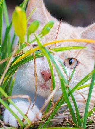 Картинка: Кот, белый, уши, глаза, взгляд, шерсть, трава, зелень