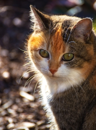 Картинка: Кошечка, кошка, трёхцветная, пёстрая, мордочка, зелёные, глаза, лучи солнца, греется