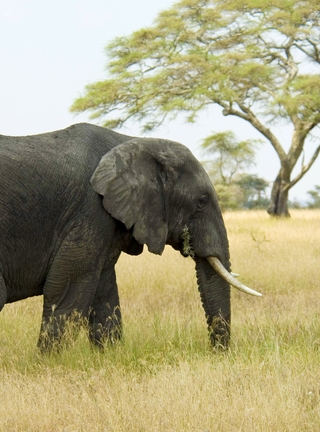 Картинка: слон, гуляет, поле, трава
