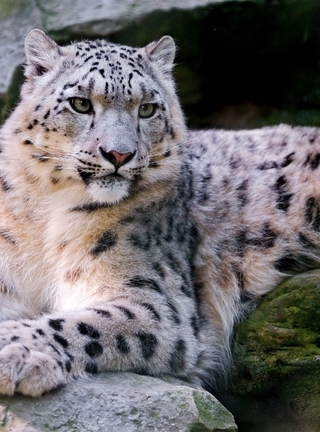 Image: Cat, resting, rests, rocks, Snow leopard