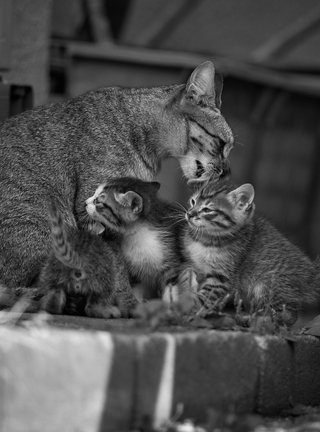 Картинка: Кошка, мама, котята, забота