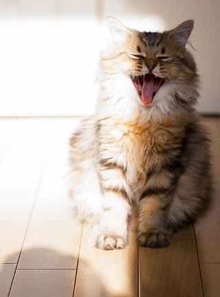 Image: Cat, sitting, floor, flooring, yawn, shadow, light