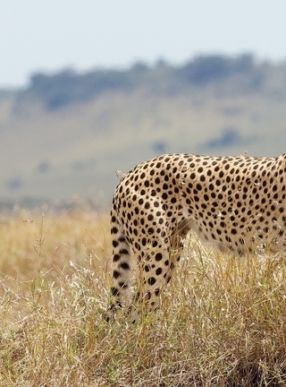Image: Cheetah, cat, predator, stains, Savannah
