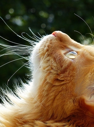 Картинка: Кот, рыжий, голова, профиль, шерсть, усы, нос, уши, крупный план