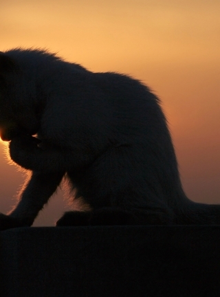 Image: Kitten, sitting, evening, sunset, silhouette