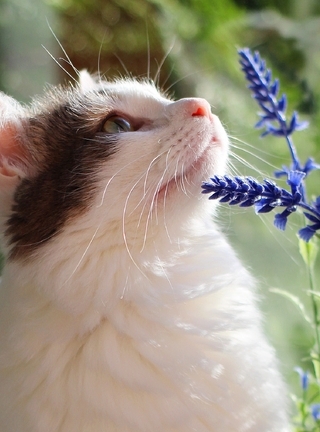 Картинка: Котик, смотрит, цветы, трава