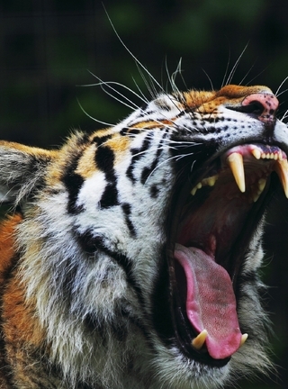 Картинка: Тигр, Грация, Красота
