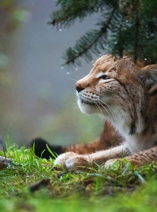 Image: Lynx, cat, wild, lying, forest, spruce, grass, branches