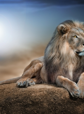 Image: Lion, predator, mane, muzzle, head, eyes, view, feet, tail, lie, hills, sky, lie
