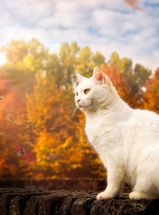 Картинка: Кошка, белая, пушистая, листья, осень, деревья, облака