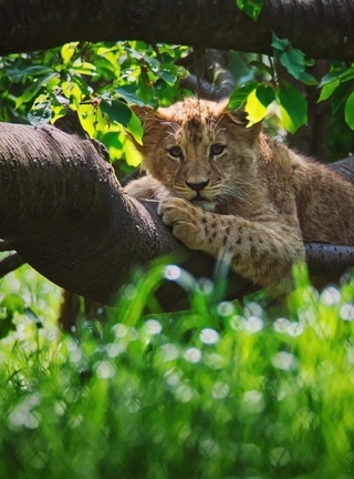 Image: Lion cub, lion, carnivore, paws, grass, leaves, light, nature, green, reflections, kitty, background, tree, trunk, foliage