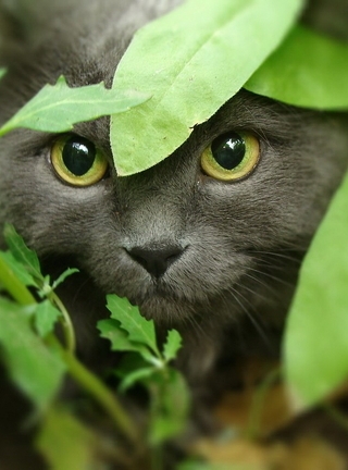 Картинка: Кот, взгляд, укрытие, охота, хищник, листья