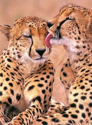 Image: Cheetah, spots, pair, predator, care, licks, muzzle