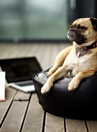Image: Dog, lies, pillow, book, floor, laptop