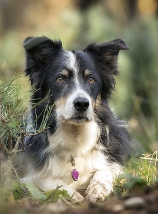 Image: Dog, lies, needles, collar, Border Collie