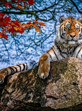 Картинка: Тигр, кошка, хищник, камень, отдых, ветки, деревья, листья