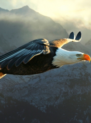 Image: Eagle, bald, flying, wings, feathers, mountains, sky, fog, light