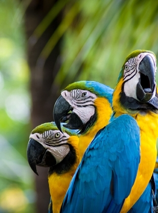 Image: Parrots, macaws, birds, beak, feathers, color, color
