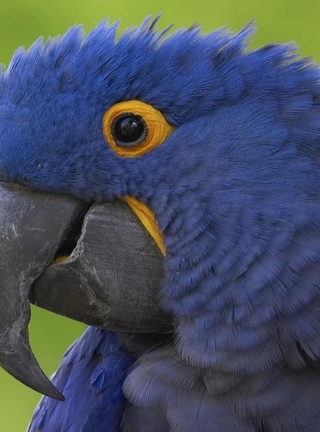 Image: Parrot, bird, beak, eyes, feathers