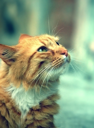 Картинка: Кот, рыжий, смотрит, размытость