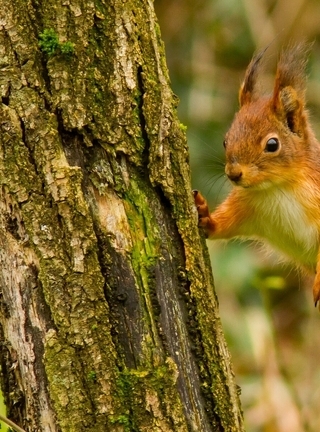 Image: Squirrel, red, trees