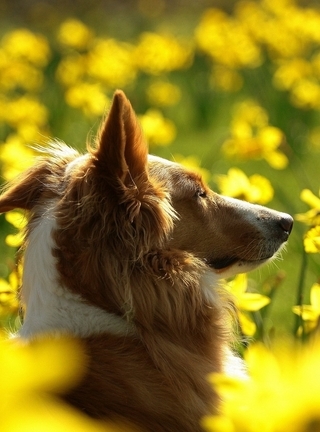 Картинка: Рыжая, собака, поле, цветы, жёлтые, солнце
