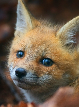 Image: Cub, fox, red, wild, snout, eyes