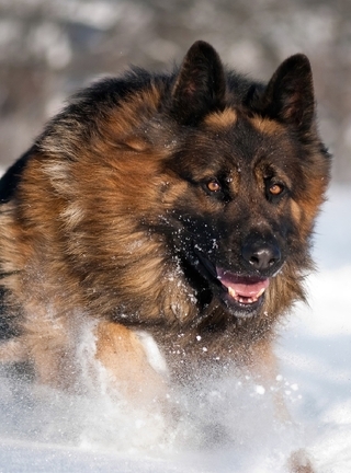 Картинка: Собака, немецкая овчарка, длинношерстная, бег, снег