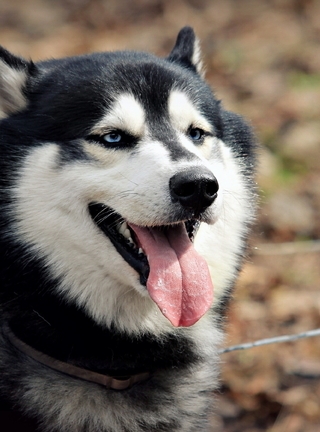 Картинка: Сибирский хаски, собака, язык