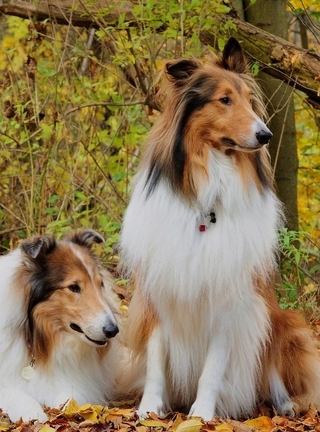 Картинка: Собаки, длинношерстная, Колли, пара, лес, листва