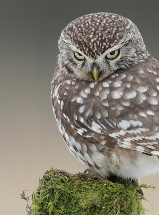 Image: Owl, look, small, sitting, moss