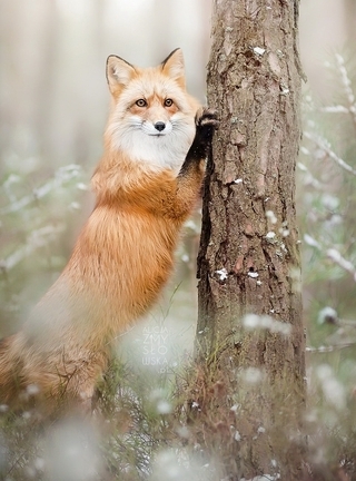 Картинка: Рыжая, лисица, зимний лес, ствол дерева, ель, упирается