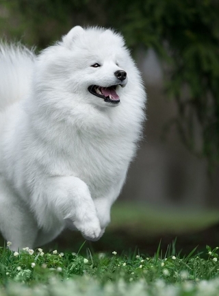 Image: Samoyed dog, Samoyed husky, Samoyed Laika, dog, field, grass, white, fluffy, runs