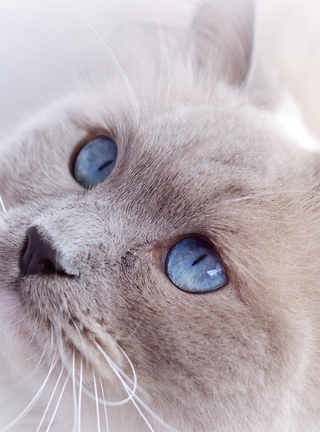 Картинка: Кот, морда, уши, шерсть, глаза, голубоглазый, смотрит