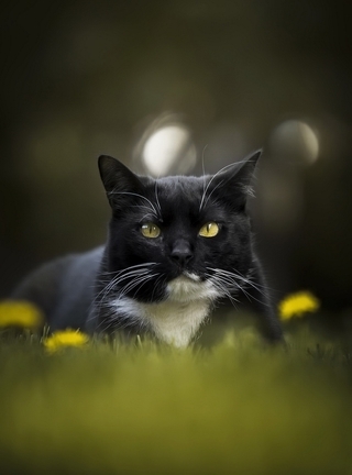 Картинка: Кот, чёрный, сидит, трава, одуванчики, морда, усы, белое пятно, блики, размытость, в центре
