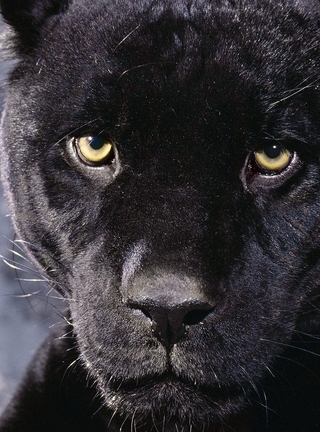 Image: Look, Panther, black, face, eyes, predator
