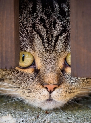 Картинка: Кошка, морда, глаза, выглядывает, забор