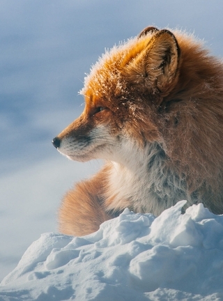 Image: Fox, sitting, winter, snow